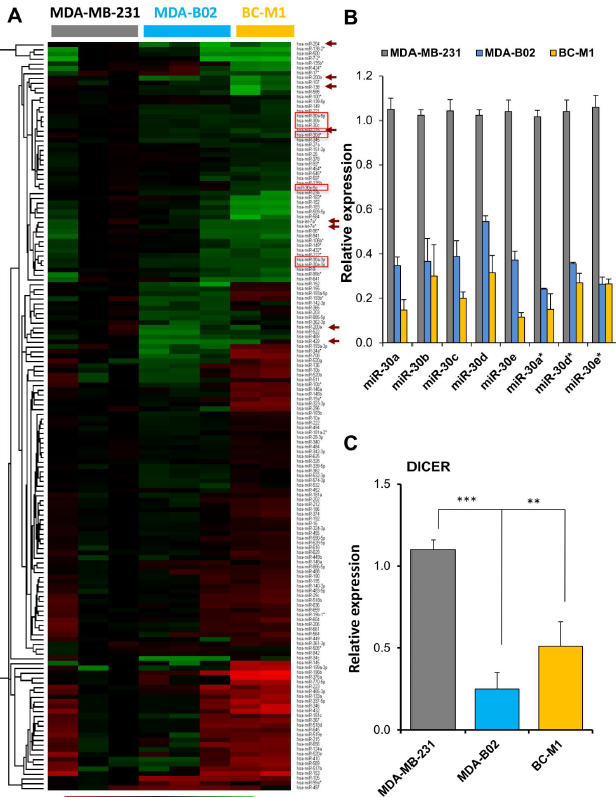 microrna30成员通过直接靶向多个骨转移相关基因来抑制腺癌侵袭