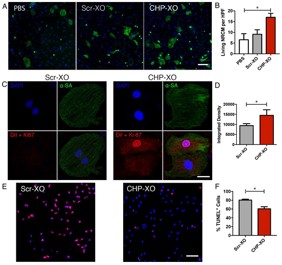 靶向外泌体使用心脏归巢肽对心肌梗死的作用